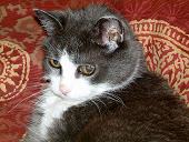 QT Animals!  Amazing improvement for a very old cat!