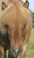 Horses heal from painful injuries with Quantum-Touch