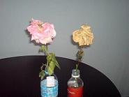 Quantum-Touch and Roses