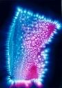 Quantum-Touch and Raw Food